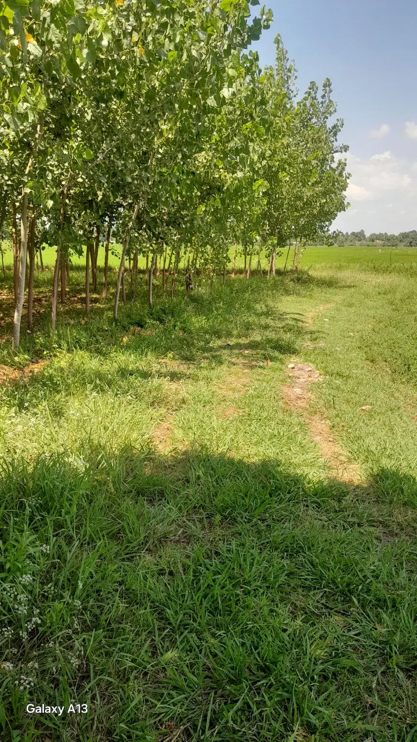 تصویر املاک 83373