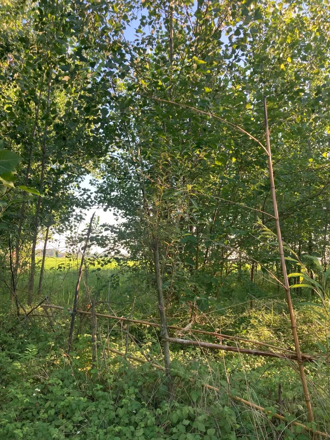 تصویر املاک 77527