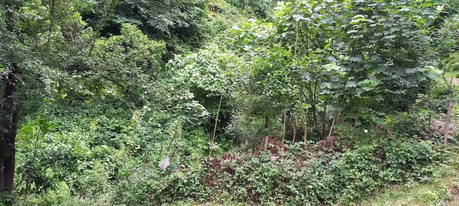 تصویر املاک 103853