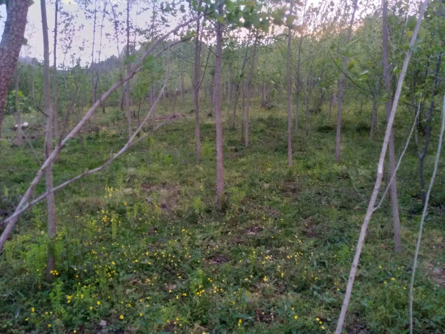 تصویر املاک 92730