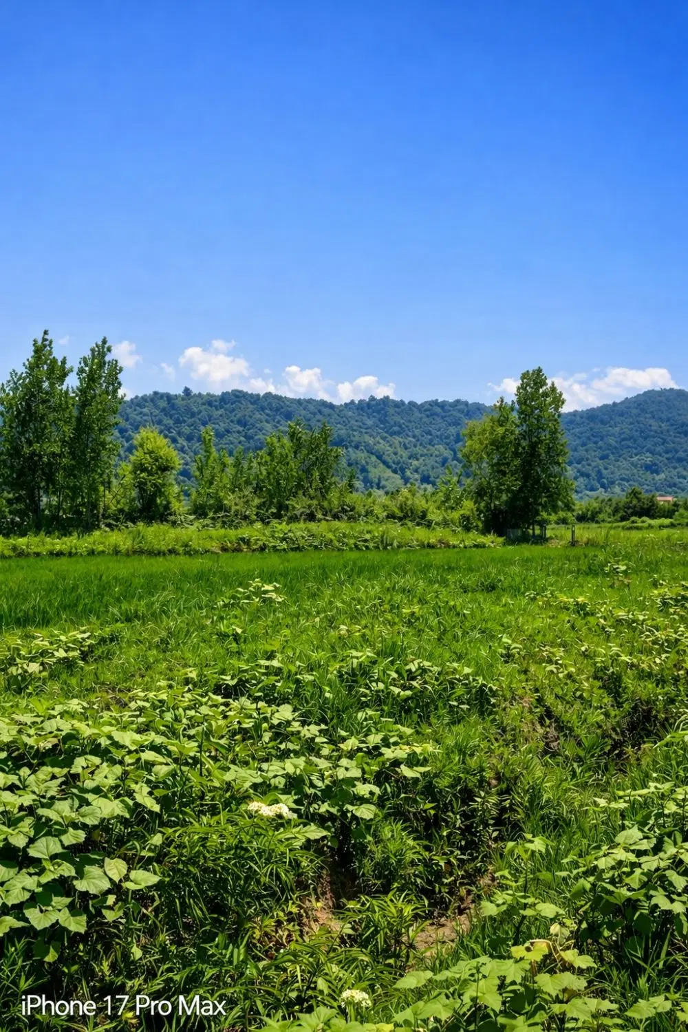 تصویر املاک 87385