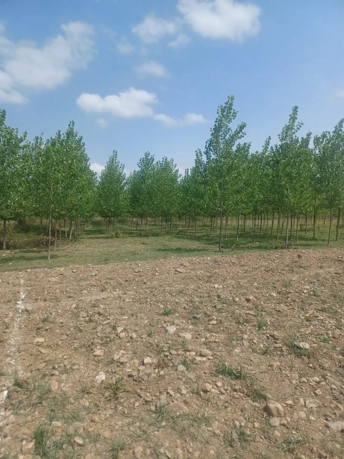 تصویر املاک 94427