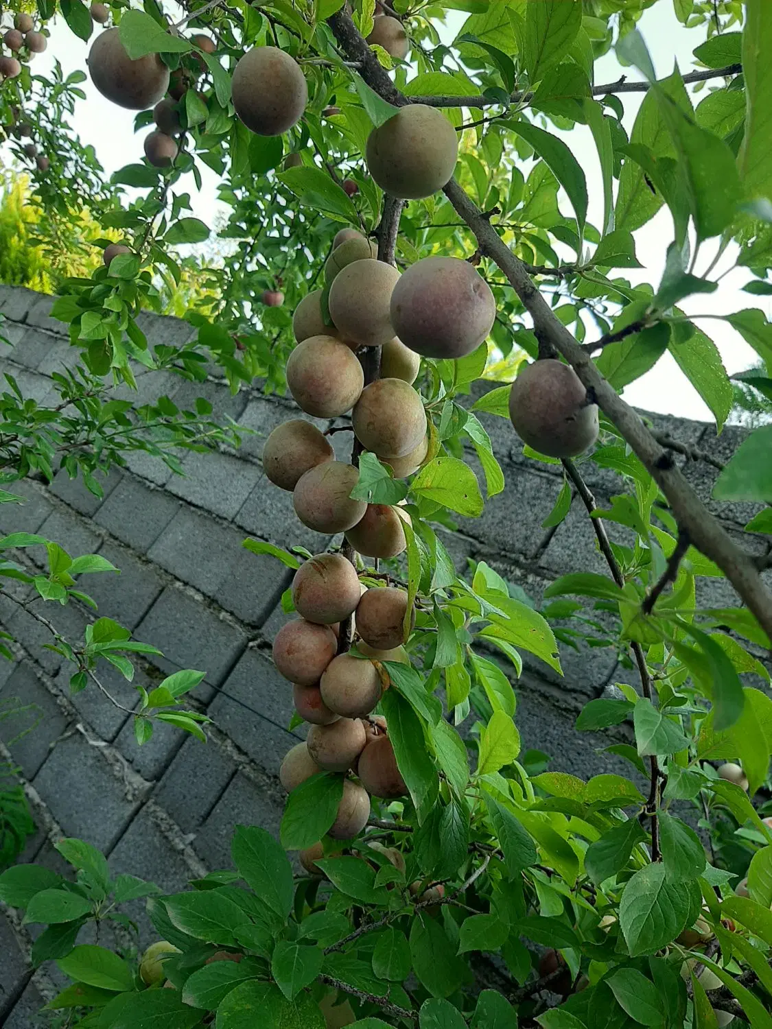 تصویر املاک 143080