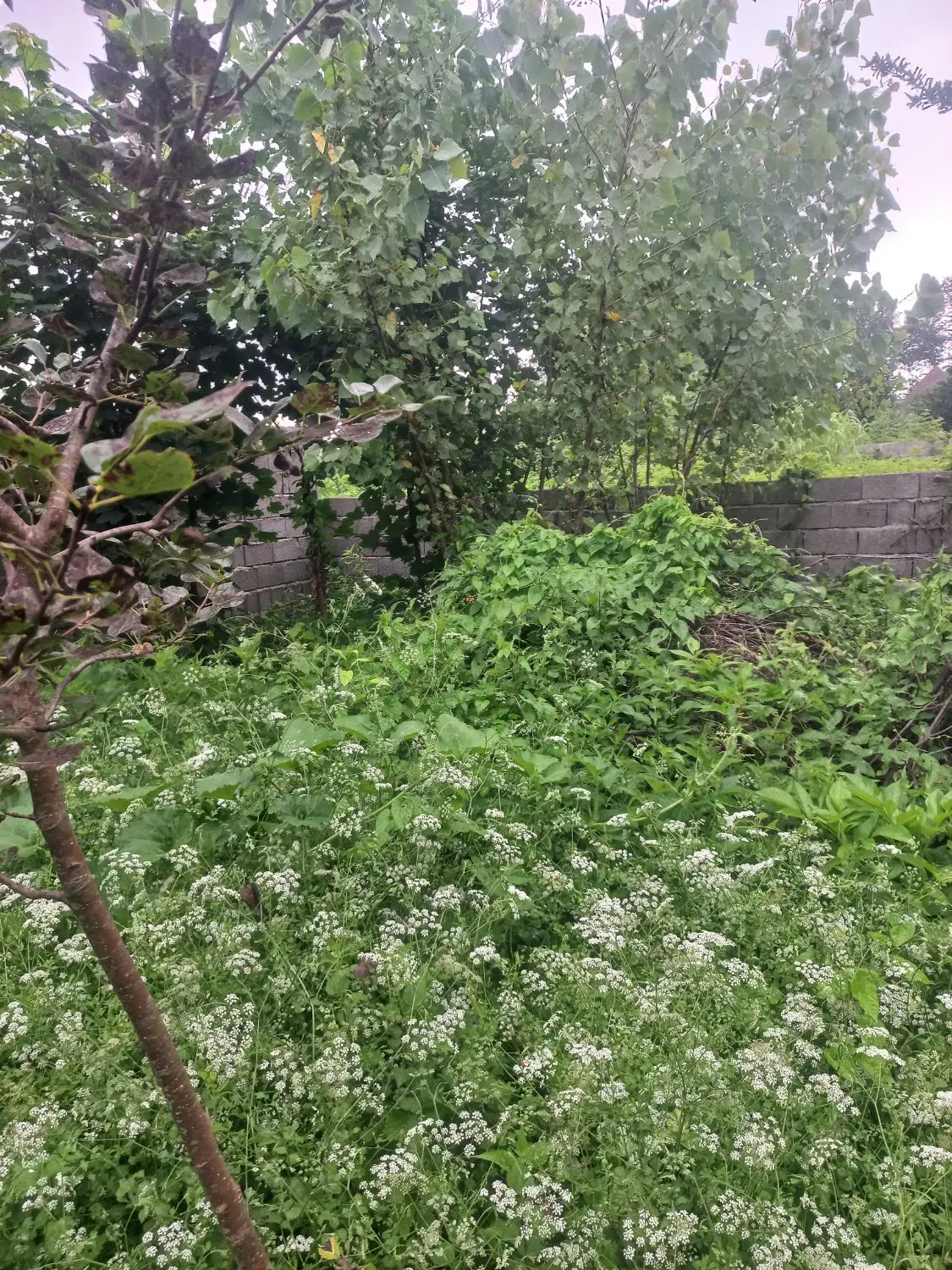 تصویر املاک 77407